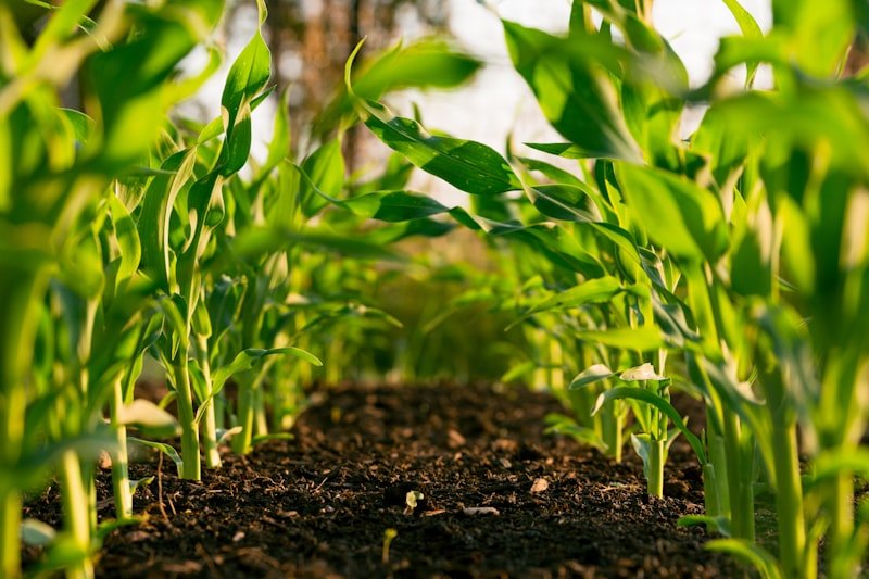 Agroalimentaire